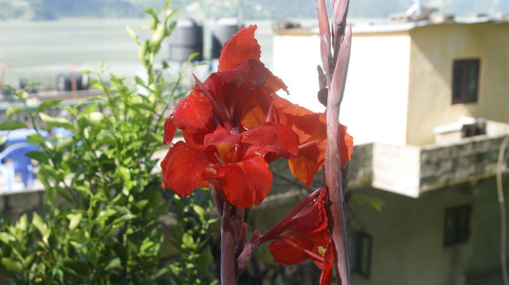 Peace Guest House Pokhara Dış mekan fotoğraf